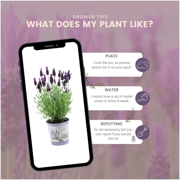 Set Di 3 Vasi Di Lavanda Anouk® - D13 Cm - Pianta Da Esterno