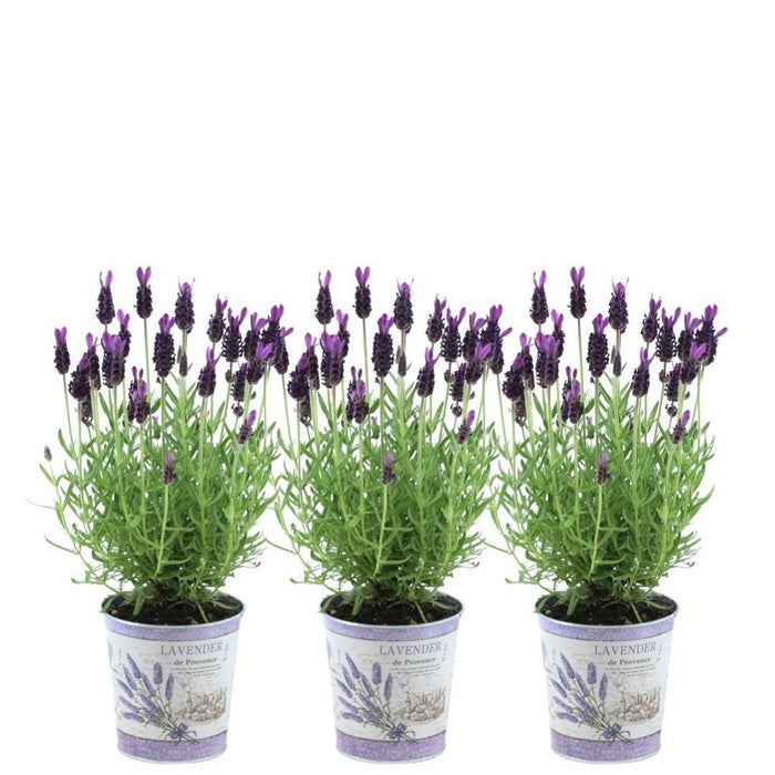 Set Di 3 Vasi Di Lavanda Anouk® - D13 Cm - Pianta Da Esterno