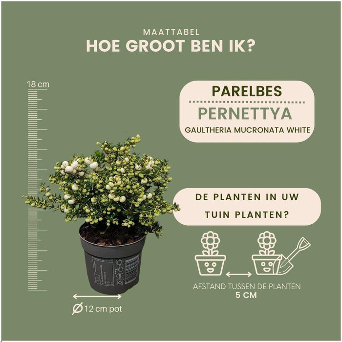 Lotto Di 6 Wintergreen Mucronate Bianche - Pernettya Mucronata Ø12Cm | ↨20Cm