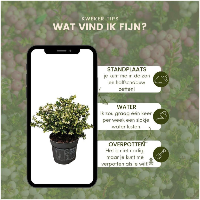 Lotto Di 6 Wintergreen Mucronate Bianche - Pernettya Mucronata Ø12Cm | ↨20Cm