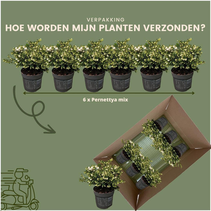 Lotto Di 6 Wintergreen Mucronate Bianche - Pernettya Mucronata Ø12Cm | ↨20Cm