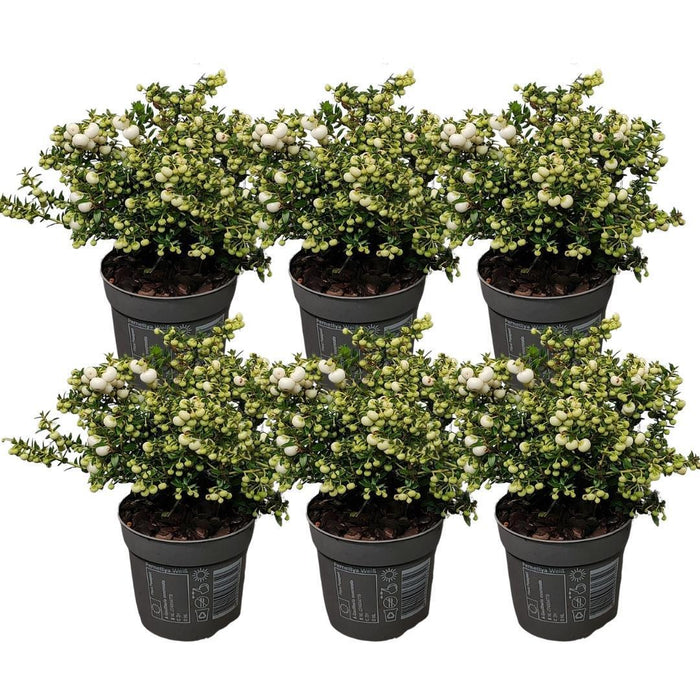 Lotto Di 6 Wintergreen Mucronate Bianche - Pernettya Mucronata Ø12Cm | ↨20Cm