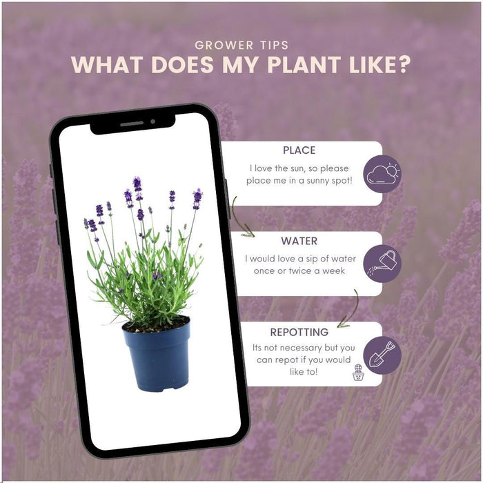 Set Di 6 Vasi Di Lavanda Anouk® - D12 Cm - Pianta Da Esterno