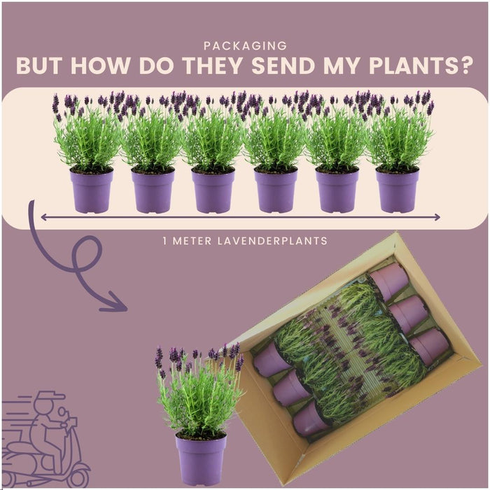 Set Di 6 Vasi Di Lavanda Anouk® - D12 Cm - Pianta Da Esterno