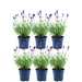Set Di 6 Vasi Di Lavanda Anouk® - D12 Cm - Pianta Da Esterno
