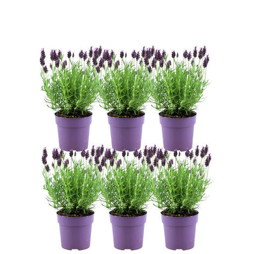 Set Di 6 Vasi Di Lavanda Anouk® - D12 Cm - Pianta Da Esterno