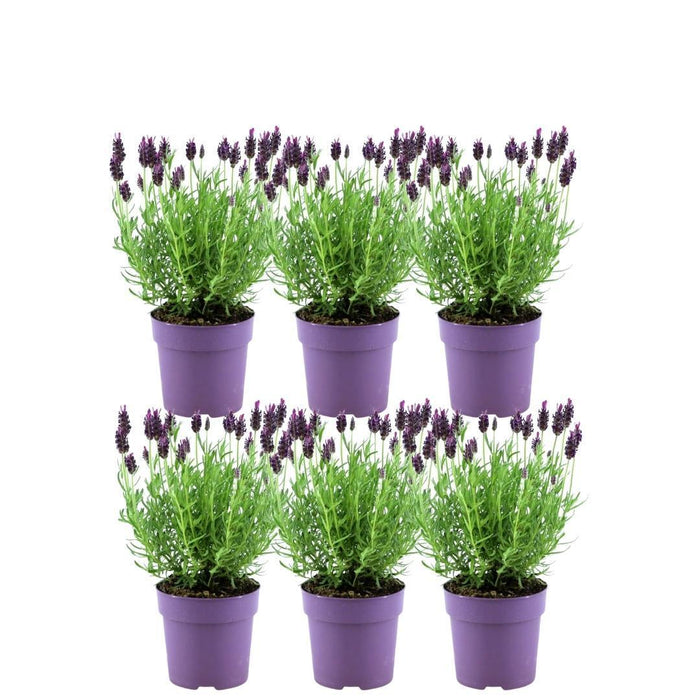 Set Di 6 Vasi Di Lavanda Anouk® - D12 Cm - Pianta Da Esterno