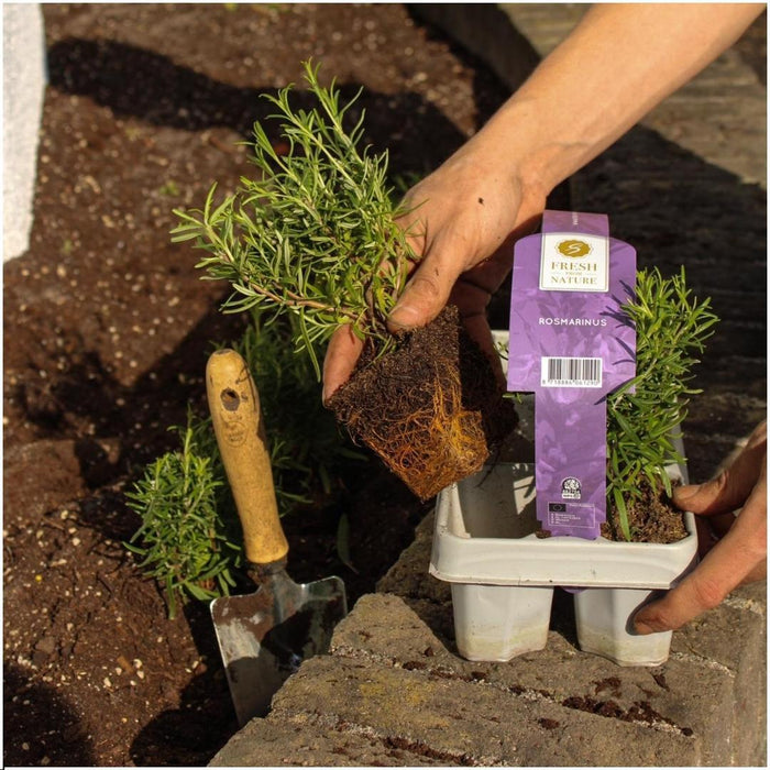 Set Di 6 Offincali Al Rosmarino, Vassoio Incluso