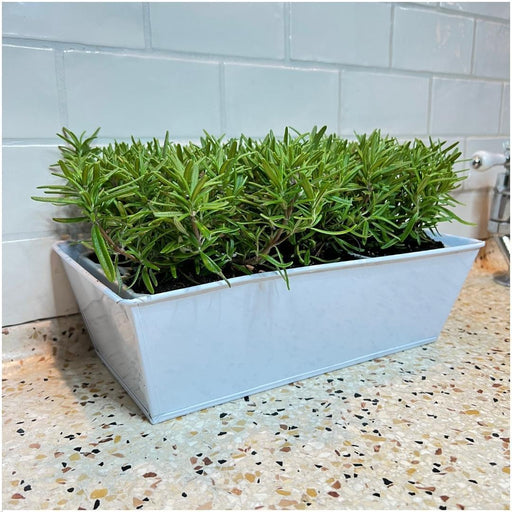 Set Di 6 Offincali Al Rosmarino Blu, Vassoio Incluso