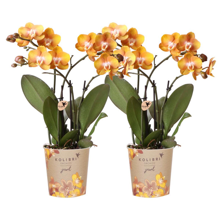 Set Di 2 Orchidee Phalaenopsis Arancioni - Fiori Multiflora
