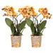 Set Di 2 Orchidee Phalaenopsis Arancioni - Fiori Multiflora