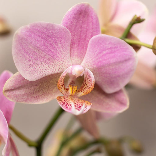 Set Di 4 Orchidee Phalaenopsis Rosa - Pianta D'appartamento