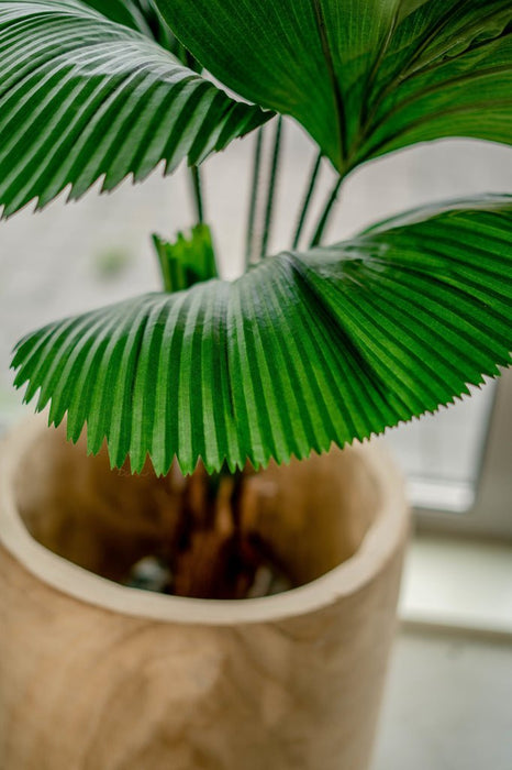 Lucuala Grandis - Grande Pianta Artificiale