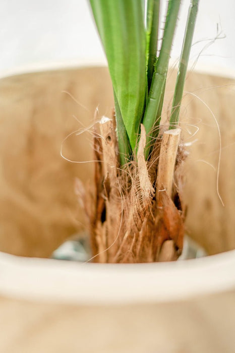 Lucuala Grandis - Grande Pianta Artificiale