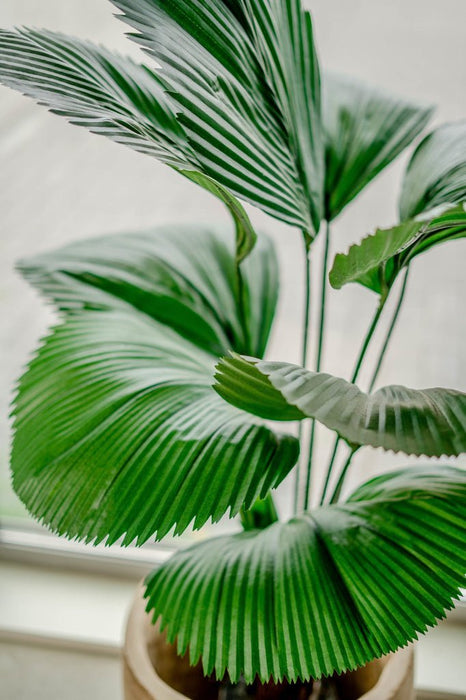 Lucuala Grandis - Grande Pianta Artificiale