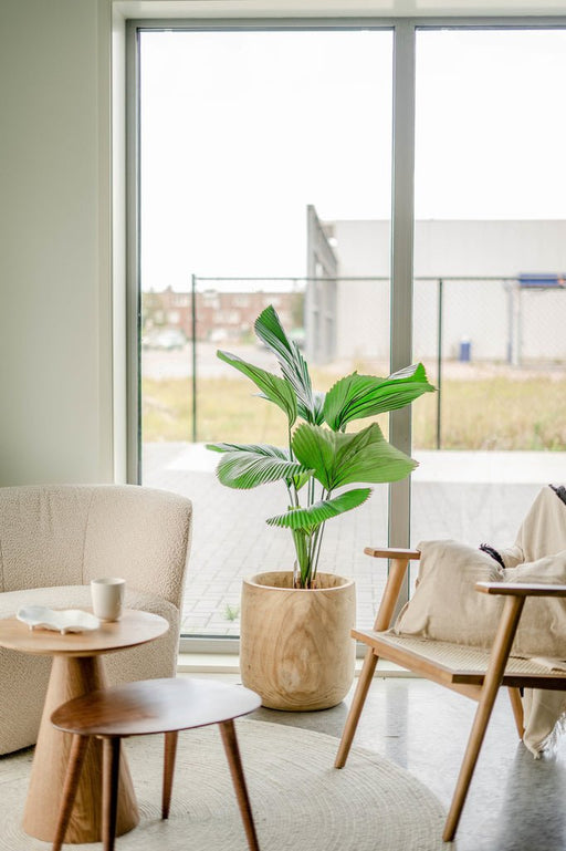 Lucuala Grandis - Grande Pianta Artificiale