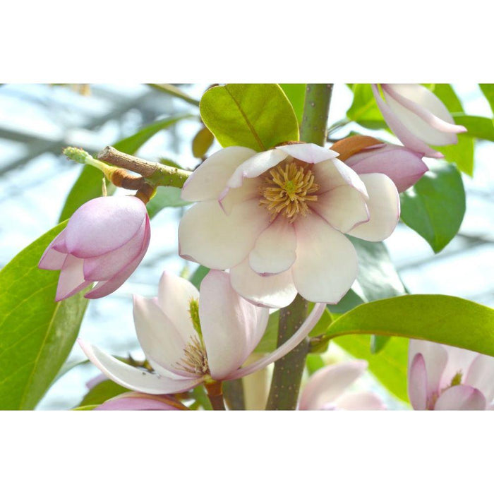 Magnolia 'Fata Magnolia Blush'®