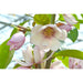 Magnolia 'Fata Magnolia Blush'®