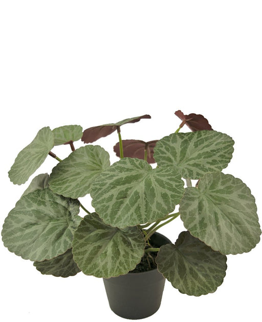 Malus - Pianta Verde Artificiale