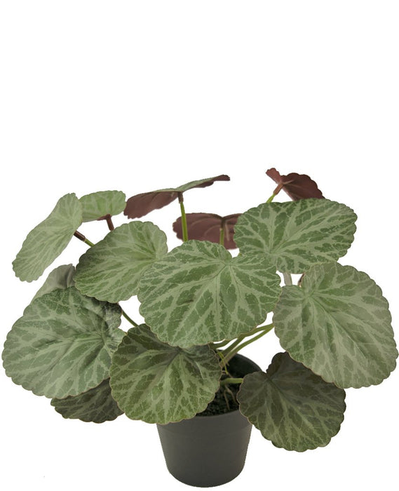 Malus - Pianta Verde Artificiale