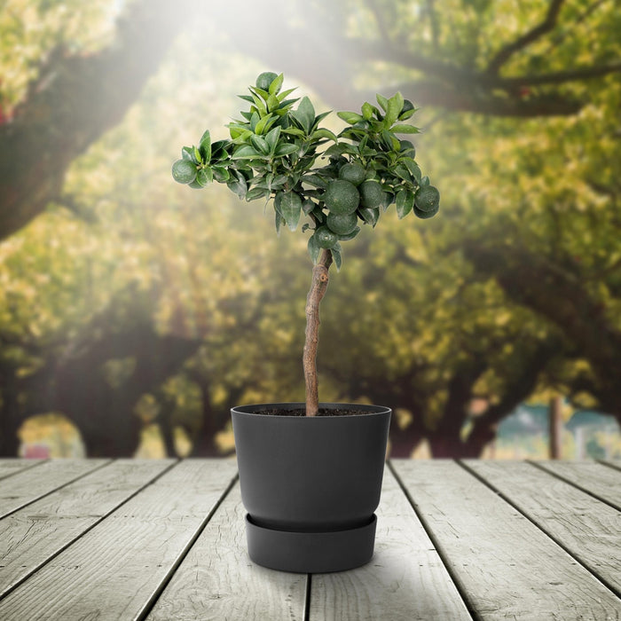 Albero Di Mandarino - 45 Cm - Ø15 - Arbusto Da Frutto - Pianta Da Esterno