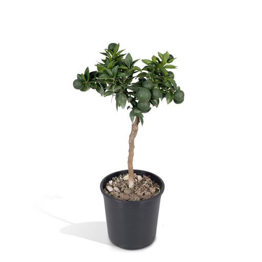 Albero Di Mandarino - 45 Cm - Ø15 - Arbusto Da Frutto - Pianta Da Esterno