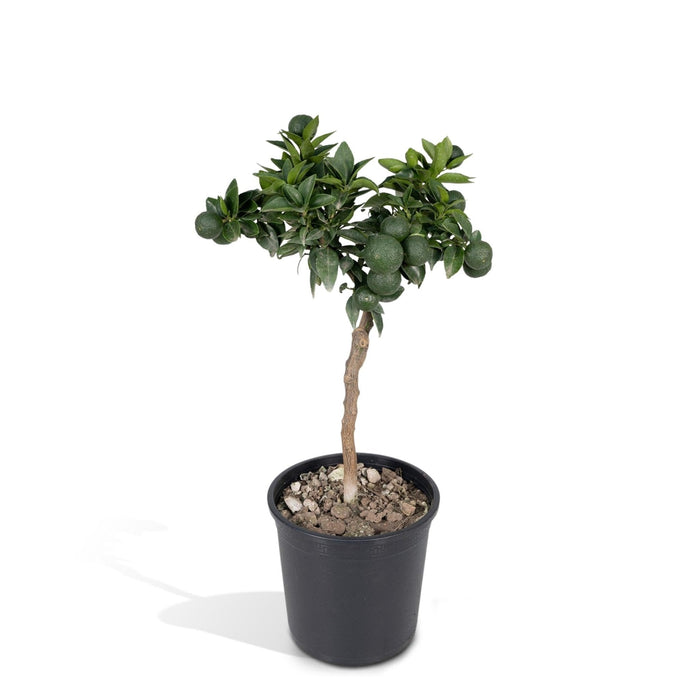Albero Di Mandarino - 45 Cm - Ø15 - Arbusto Da Frutto - Pianta Da Esterno