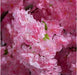 Tavolo In Piedi Fiore Di Ciliegio Artificiale Rosa H.280Cm