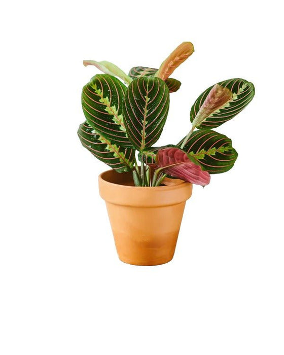 Maranta Fascinatore