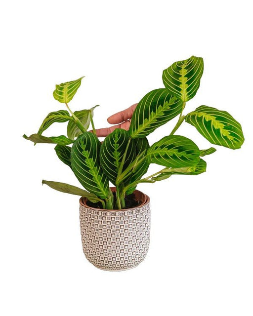 Maranta Limone Lime