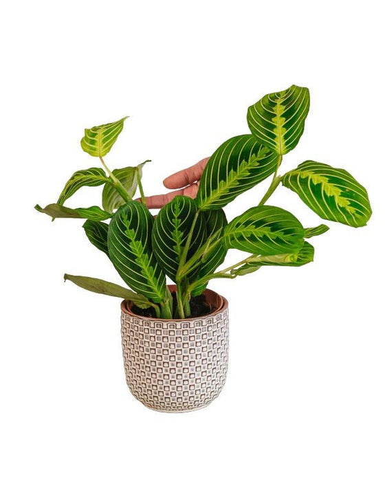Maranta Limone Lime