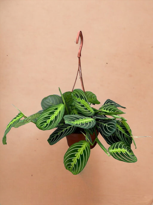 Maranta Limone Lime