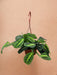 Maranta Limone Lime