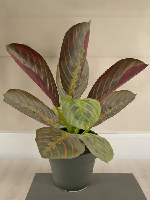 Maranta - Pianta Verde Artificiale