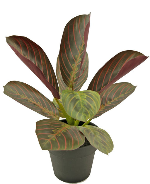 Maranta - Pianta Verde Artificiale