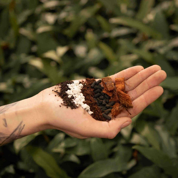 Miscela Di Araceae - 5L