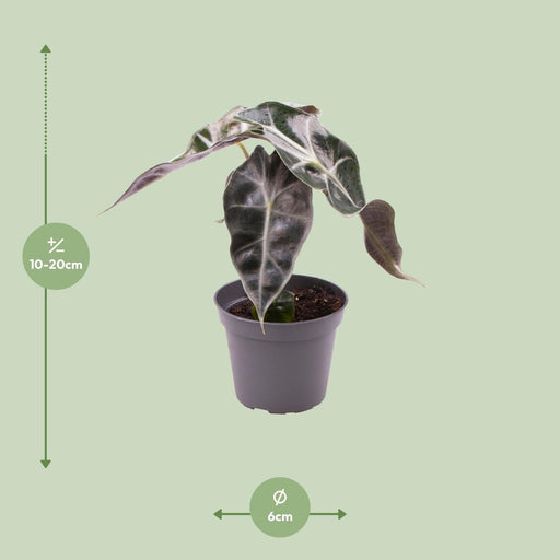Mini Alocasia Ricci Bambino