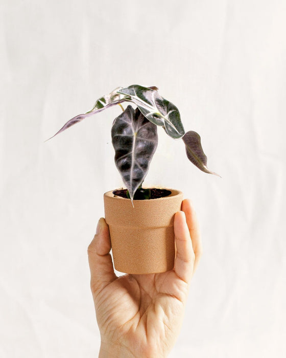Mini Alocasia Ricci Bambino