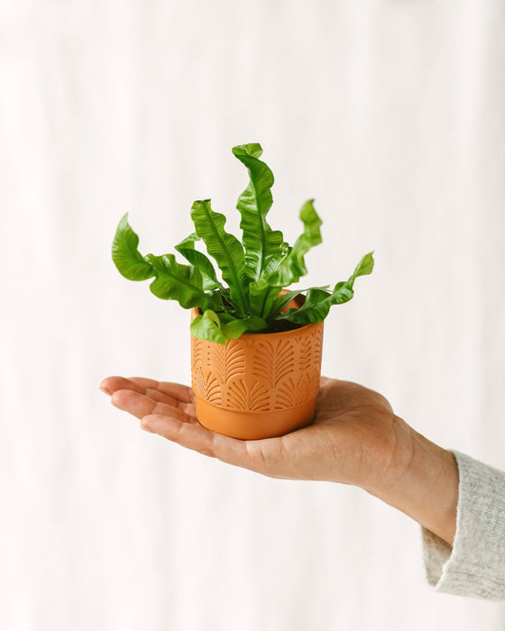 Mini Asplenium Croccante