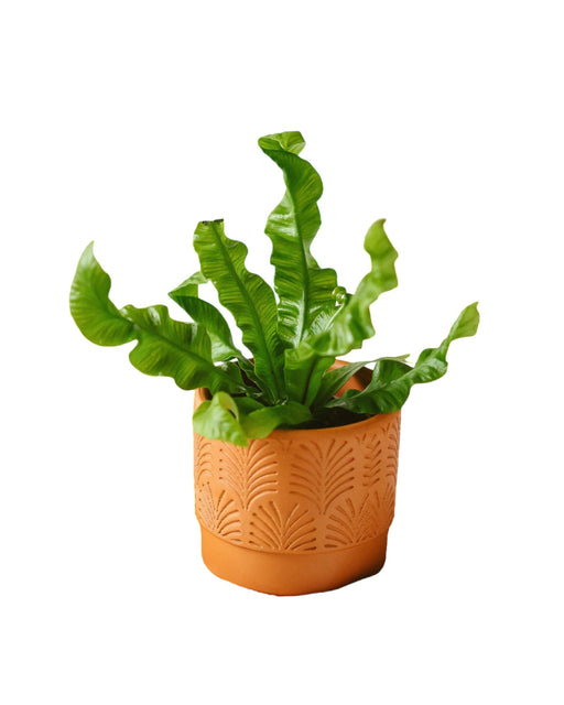 Mini Asplenium Croccante