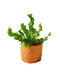 Mini Asplenium Croccante
