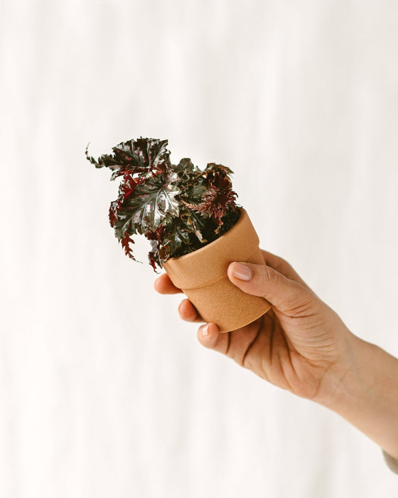 Mini Begonia A Pois Rosa