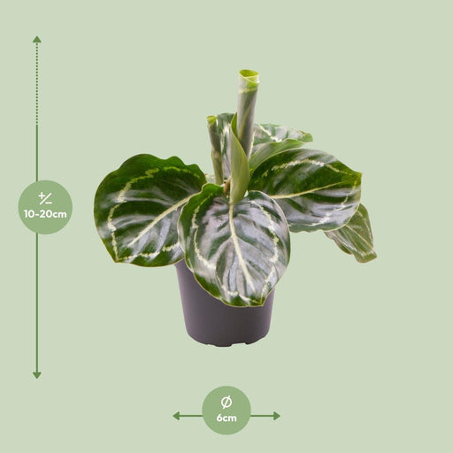 Mini Calathea Roseopicta Verde