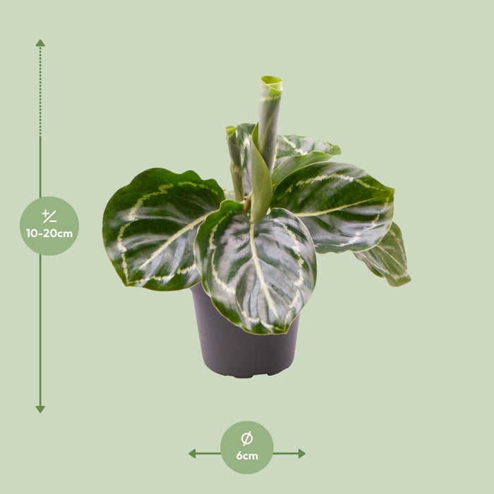 Mini Calathea Roseopicta Verde