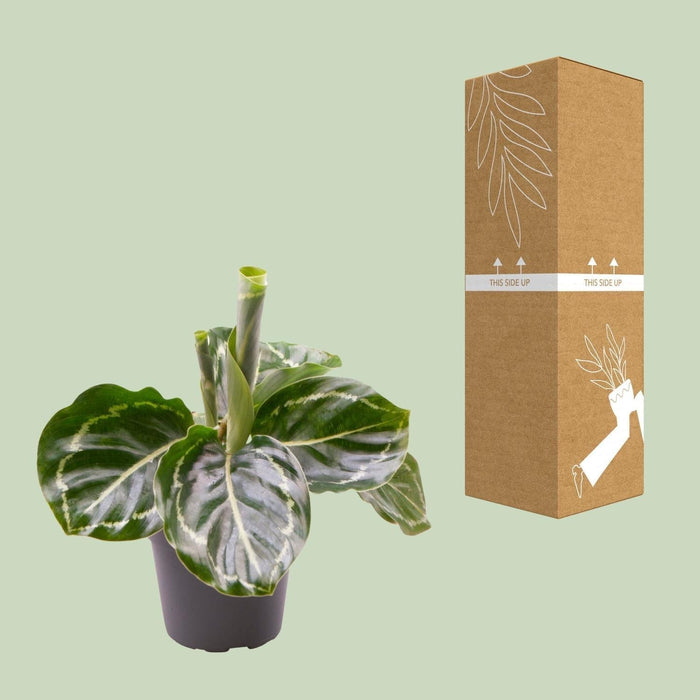 Mini Calathea Roseopicta Verde