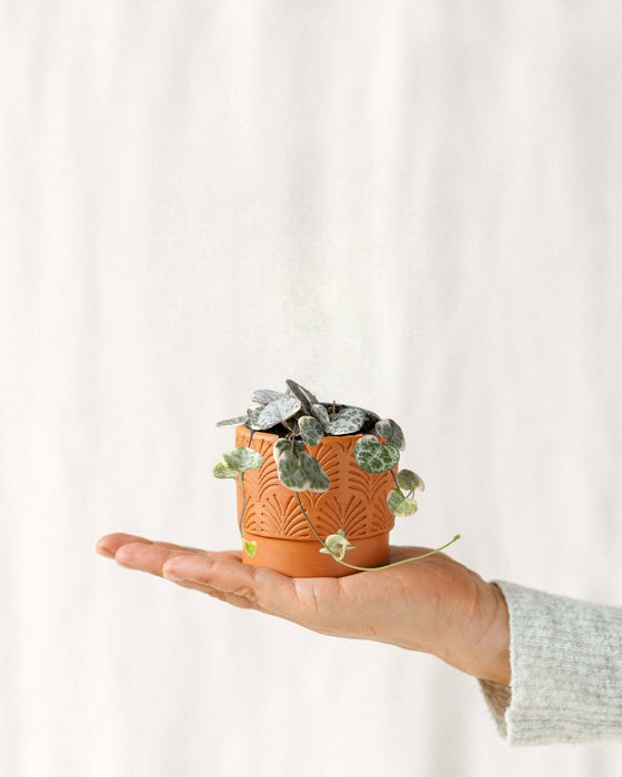 Mini Ceropegia Variegata