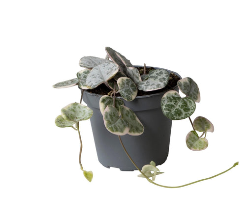 Mini Ceropegia Variegata