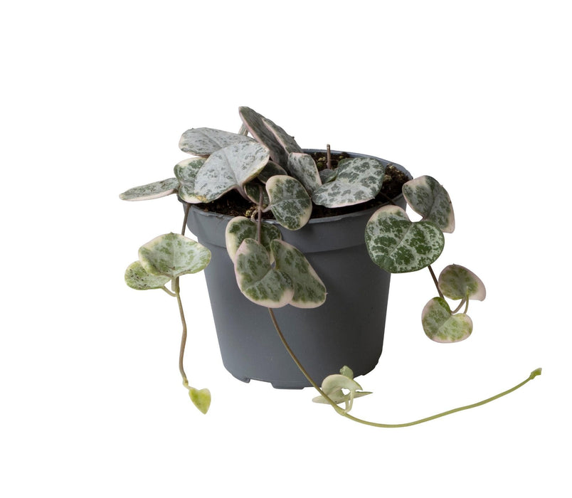 Mini Ceropegia Variegata