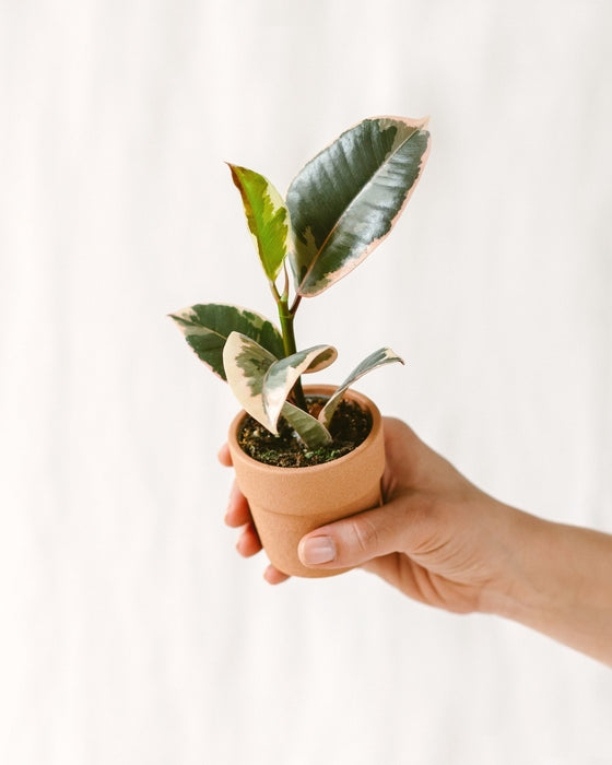 Mini Ficus Elastica