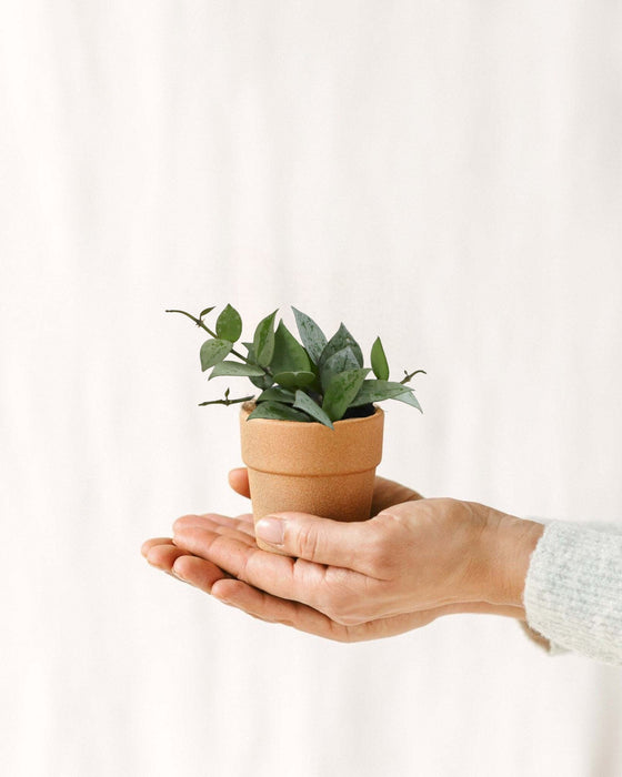 Mini Hoya Krohiana Eschimese